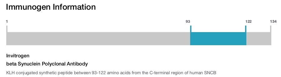 beta Synuclein Polyclonal Antibody