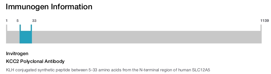 KCC2 Polyclonal Antibody