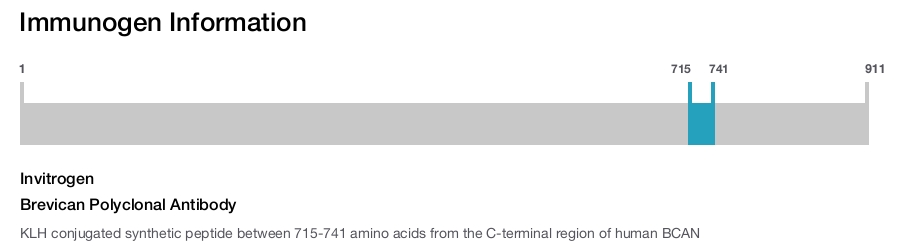 Brevican Polyclonal Antibody
