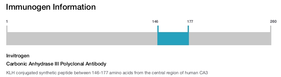 Carbonic Anhydrase III Polyclonal Antibody