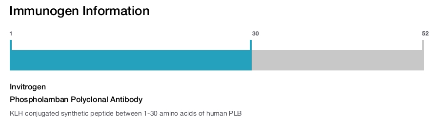 Phospholamban Polyclonal Antibody