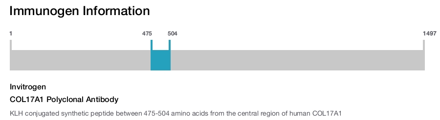 COL17A1 Polyclonal Antibody