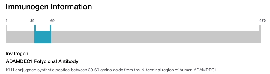 ADAMDEC1 Polyclonal Antibody