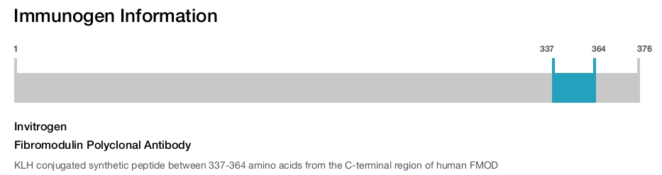 Fibromodulin Polyclonal Antibody