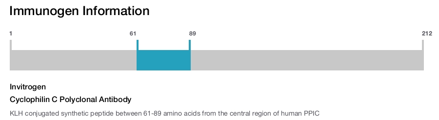 Cyclophilin C Polyclonal Antibody