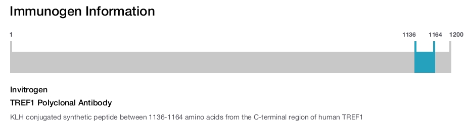 TREF1 Polyclonal Antibody