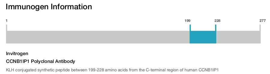 CCNB1IP1 Polyclonal Antibody