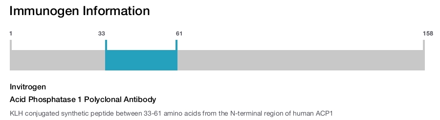 Acid Phosphatase 1 Polyclonal Antibody