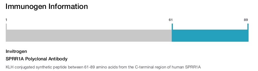 SPRR1A Polyclonal Antibody
