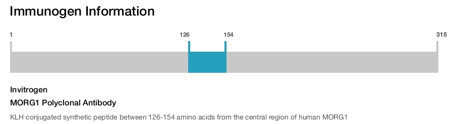 MORG1 Polyclonal Antibody