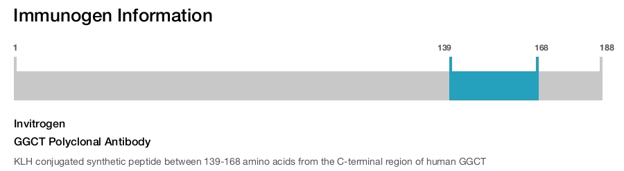 GGCT Polyclonal Antibody