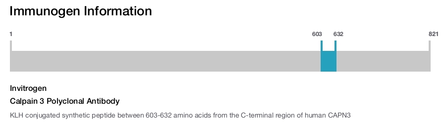 Calpain 3 Polyclonal Antibody