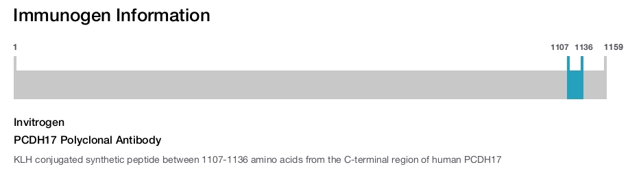 PCDH17 Polyclonal Antibody