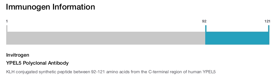 YPEL5 Polyclonal Antibody