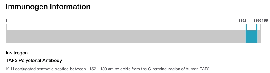 TAF2 Polyclonal Antibody