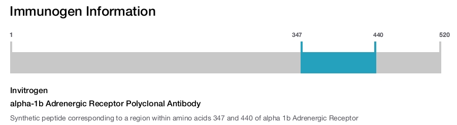 alpha-1b Adrenergic Receptor Polyclonal Antibody
