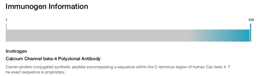Calcium Channel beta-4 Polyclonal Antibody