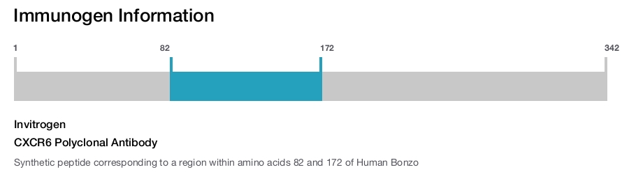 CXCR6 Polyclonal Antibody