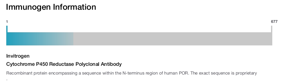 Cytochrome P450 Reductase Polyclonal Antibody