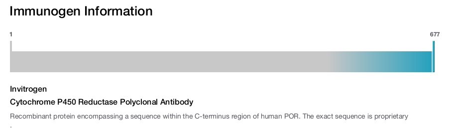Cytochrome P450 Reductase Polyclonal Antibody