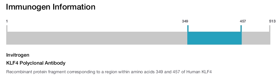 KLF4 Polyclonal Antibody