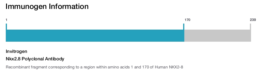 Nkx2.8 Polyclonal Antibody