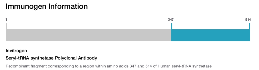 Seryl-tRNA synthetase Polyclonal Antibody
