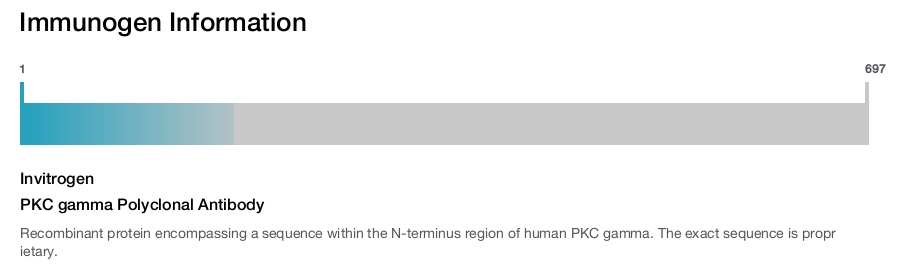 PKC gamma Polyclonal Antibody