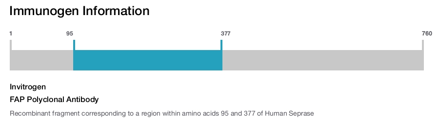 FAP Polyclonal Antibody