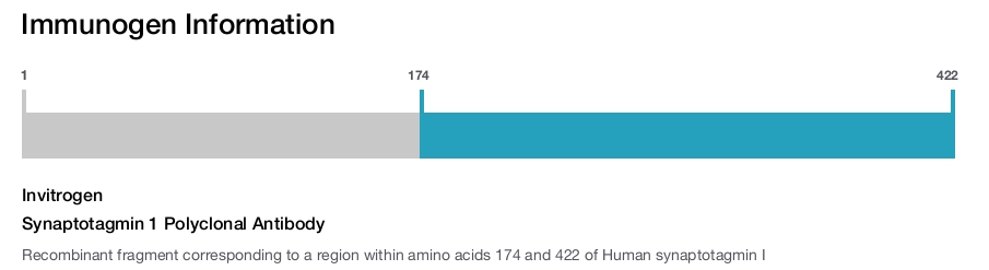 Synaptotagmin 1 Polyclonal Antibody
