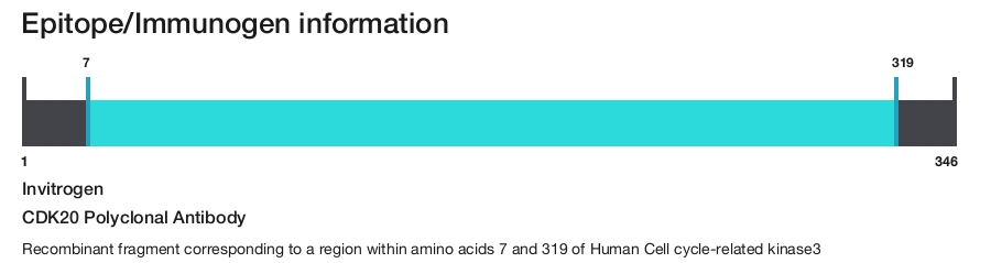 CDK20 Polyclonal Antibody