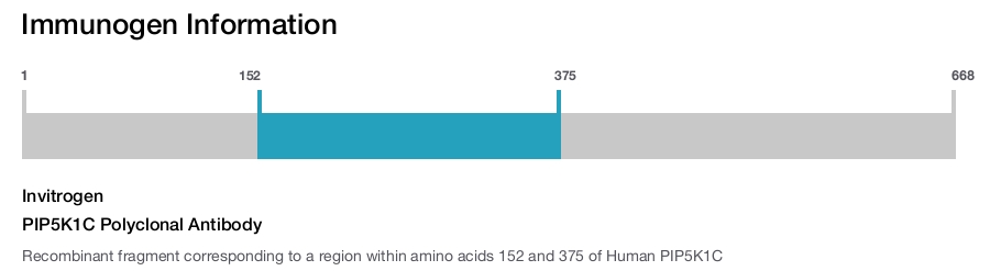 PIP5K1C Polyclonal Antibody