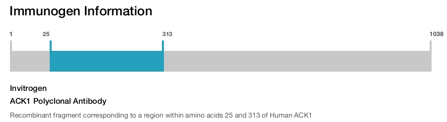 ACK1 Polyclonal Antibody