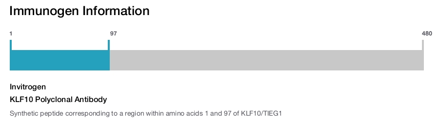 KLF10 Polyclonal Antibody