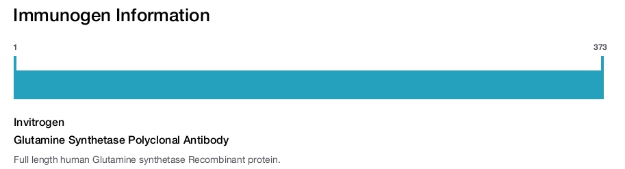 Glutamine Synthetase Polyclonal Antibody