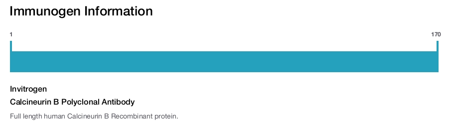 Calcineurin B Polyclonal Antibody