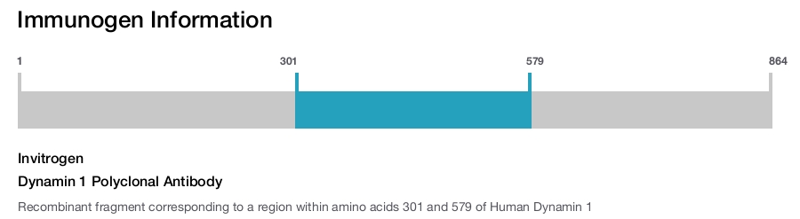 Dynamin 1 Polyclonal Antibody