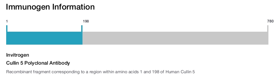 Cullin 5 Polyclonal Antibody