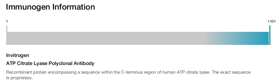 ATP Citrate Lyase Polyclonal Antibody