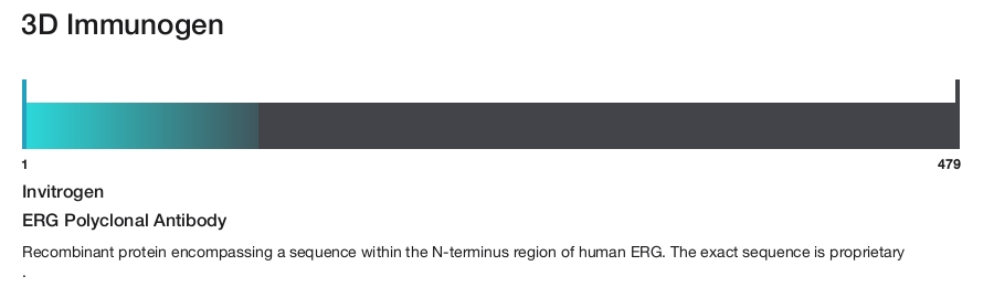 ERG Polyclonal Antibody