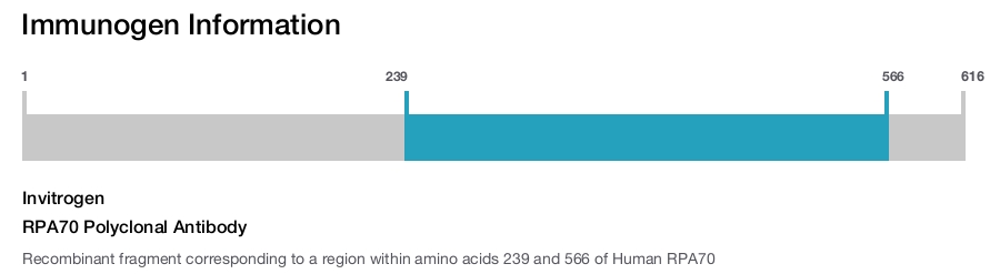 RPA70 Polyclonal Antibody