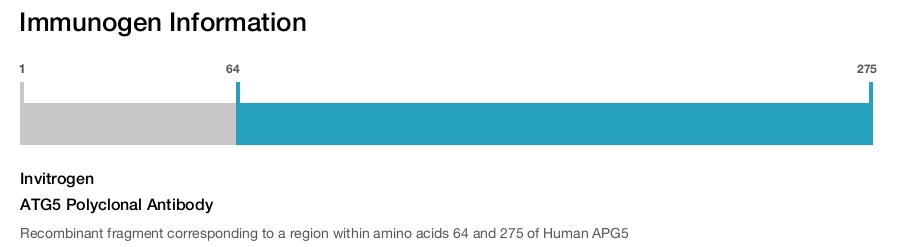 ATG5 Polyclonal Antibody