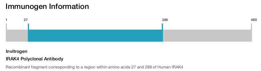 IRAK4 Polyclonal Antibody