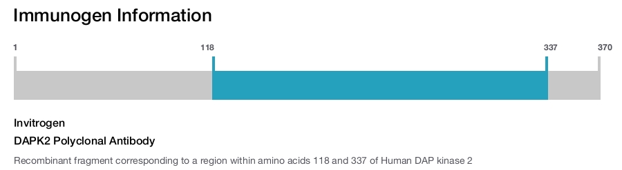 DAPK2 Polyclonal Antibody