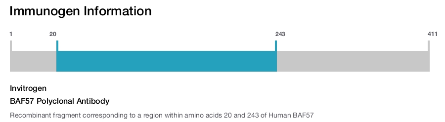 BAF57 Polyclonal Antibody