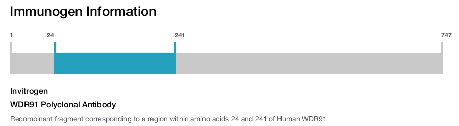 WDR91 Polyclonal Antibody