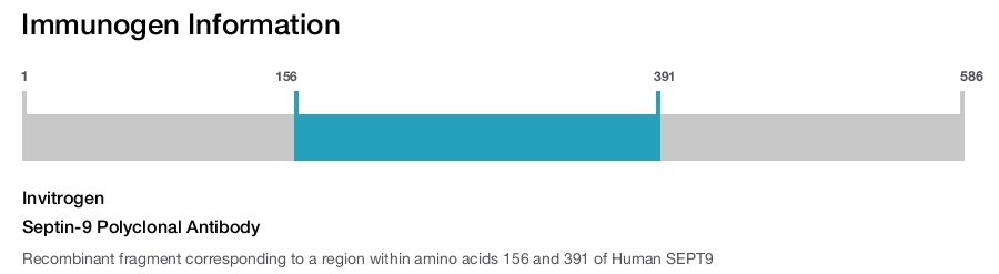 Septin-9 Polyclonal Antibody