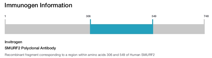 SMURF2 Polyclonal Antibody
