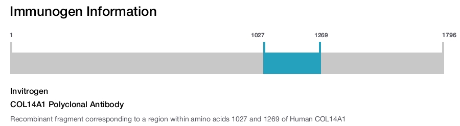 COL14A1 Polyclonal Antibody