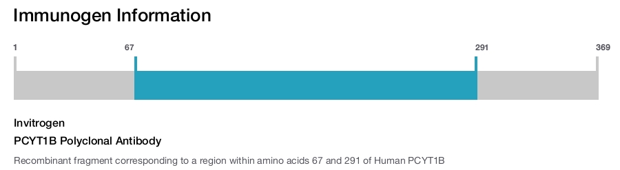 PCYT1B Polyclonal Antibody